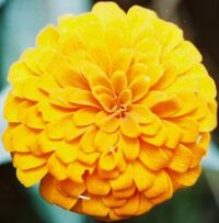 Zinnia elegans ‘Gigantica Golden Yellow’ seeds