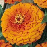 Zinnia elegans ‘Gigantica Orange’ seeds