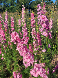 Consolida ajaca ‘Tall Pink’ seeds – ( Larkspur)