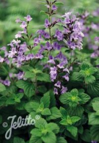 C - Flower Seeds - C: Calamintha nepeta ‘Marvellette Blue’ seeds – ( Nepetilla, Lesser calamint)