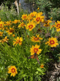 C - Flower Seeds - C: Coreopsis grandiflora ‘Heliot’ seeds – (Tickseed)