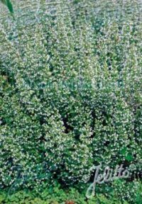 Calamintha nepeta ‘White Cloud strain’ seeds – (White Cloud Catmint) seeds