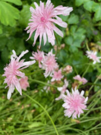 C - Flower Seeds - C: Crepis rubra seeds – ( Pink Dandelion, Red-flowered Hawk’s Beard