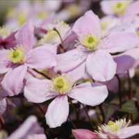 C - Flower Seeds - C: Clematis montana pink seeds