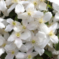 Clematis montana white seeds