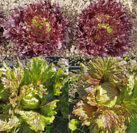 Lactuca sativa ‘ Morton’s Secret Lettuce Mix ‘ seeds – ( Lettuce)