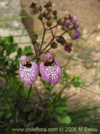 C - Flower Seeds - C: Calceolaria cana seeds (Pocketbook Plant, Pouch Plant, Slipper flower)