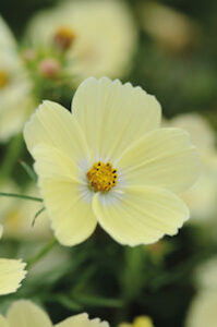 C - Flower Seeds - C: Cosmos bipinnatus ‘Lemonade’ seeds