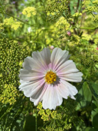 C - Flower Seeds - C: Cosmos bipinnnatus ‘Apricot Lemonade’ seeds