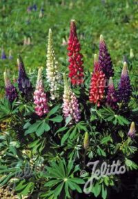 Lupinus perennis-hybr. ‘Lulu Mix’ seeds- ( Lupin)