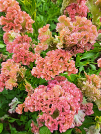 Celosia argentea cristata ‘Crystal Beauty’ seeds – (Crested Coxscomb)