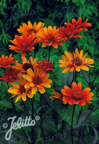 First year flowering perennials: Heliopsis helianthoides ‘Bleeding Hearts’ seeds – (Ox eye)