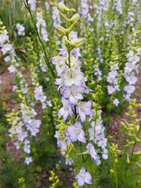 Consolida ajaca ‘Katy’s Picotee’ seeds – ( Larkspur)