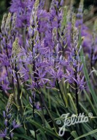 C - Flower Seeds - C: Camassia leichtlinii ssp. suksdorfii seeds – (Quamash)