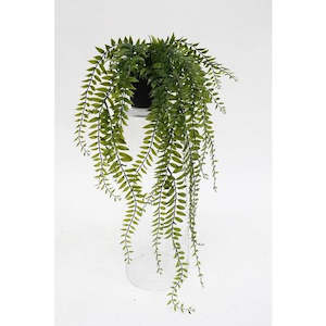 Sword Fern Plant Potted