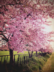 Cherry Tree II