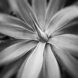 Agave