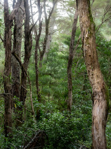 The Ti Trees Paul C Smith