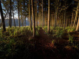 Waiuku Golden Woodland Paul C Smith