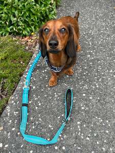 Pet: All In One Dog Safety Lead - Small to Medium