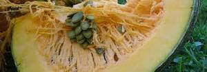 Pumpkin Seeds Local Spray-Free per KG