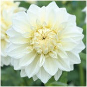 Dahlia 'White Alvas'