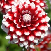 Dahlia Karma 'Yin Yang'