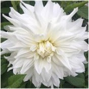 Dahlia 'Snowbound'