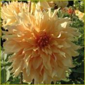 Dahlia 'Big Brother'