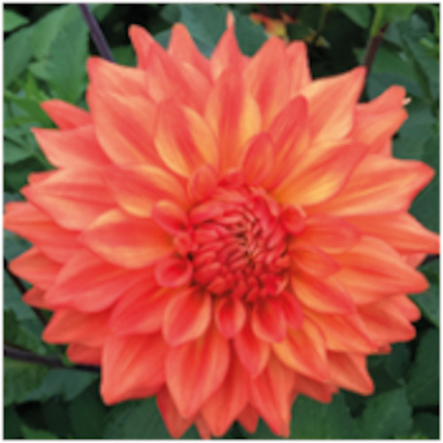 Dahlia 'Neon Splendor'