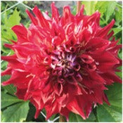 Dahlia 'Myth'