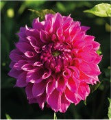 Dahlia 'Elma Elizabeth'