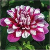 Dahlia 'Patches'