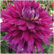 Dahlia 'Jennifer's Wedding'