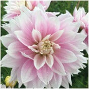 Dahlia 'Evanah'