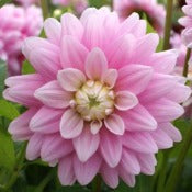 Dahlia 'Offshore Dream'