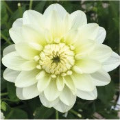 Dahlia Decorative Small Flowered: Dahlia 'Karma Serena'