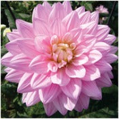 Dahlia 'Karma Prospero'