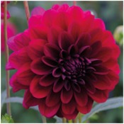 Dahlia 'Karma Naomi'