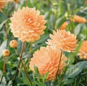 Dahlia 'Rancho'