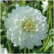 Dahlia 'Peace Pact'