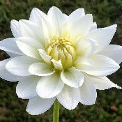 Dahlia Waterlilly Flowered: Dahlia 'Karma Maarten Zwaan'