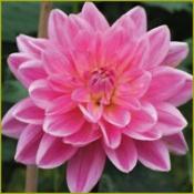 Dahlia 'Gerrie Hoek'