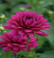 Dahlia 'Berner Oberland'