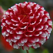 Dahlia 'Little William'