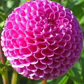 Dahlia 'Franz Kafka'