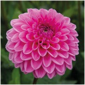 Dahlia 'Pink Sylvia'