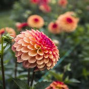 Dahlia 'Bonanza'