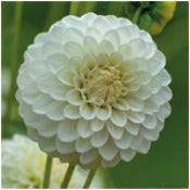 Dahlia 'Boom Boom White'