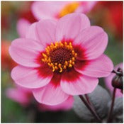 Dahlia 'Happy Single Juliet'